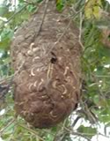コガタスズメバチの巣